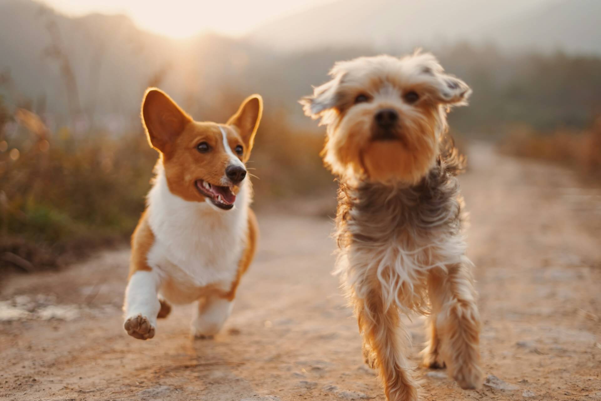 Cachorros correndo